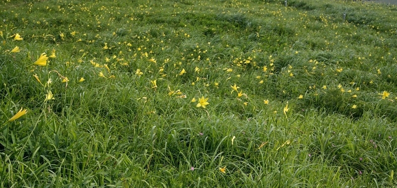 f:id:hanaibuki:20190427132646j:plain f:id:hanaibuki:20190427132646j:plain