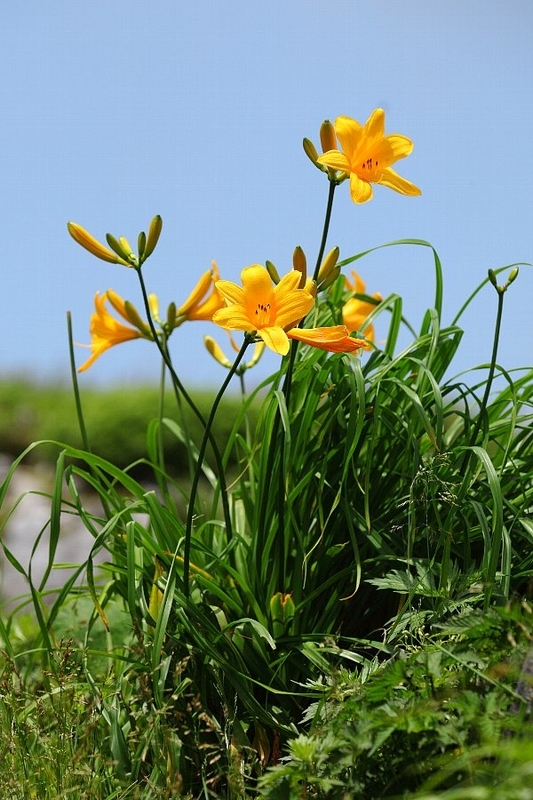 f:id:hanaibuki:20190427172525j:plain f:id:hanaibuki:20190427172525j:plain