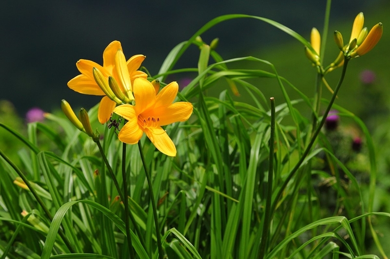 f:id:hanaibuki:20190427172527j:plain f:id:hanaibuki:20190427172527j:plain