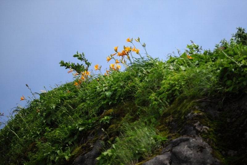f:id:hanaibuki:20190427172532j:plain f:id:hanaibuki:20190427172532j:plain