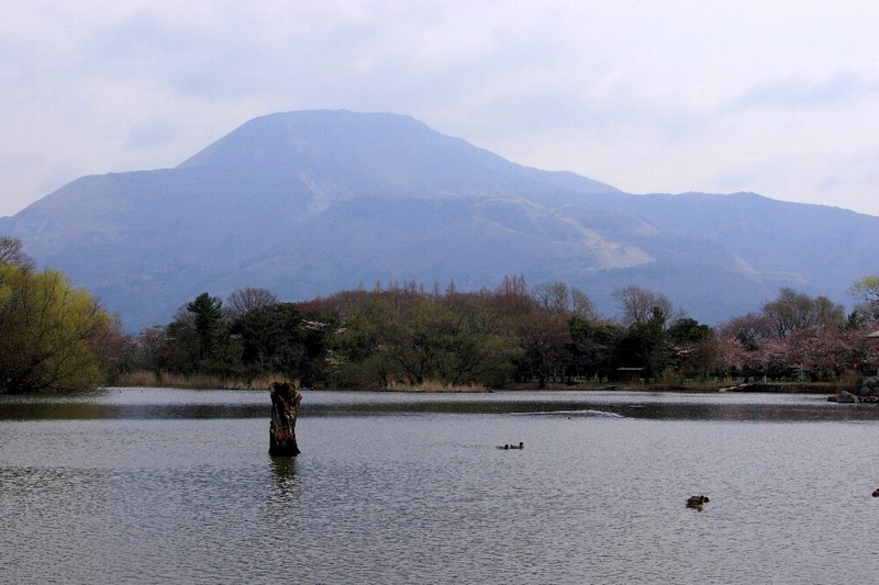 f:id:hanaibuki:20190428200048j:plain f:id:hanaibuki:20190428200048j:plain