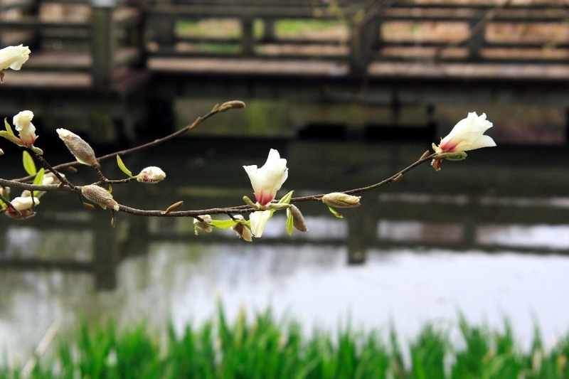 f:id:hanaibuki:20190428200049j:plain f:id:hanaibuki:20190428200049j:plain
