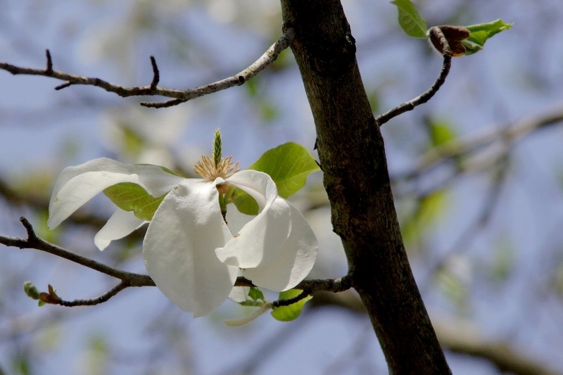 f:id:hanaibuki:20190428200052j:plain f:id:hanaibuki:20190428200052j:plain