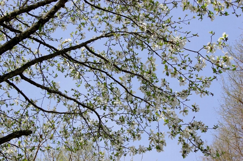 f:id:hanaibuki:20190428200054j:plain f:id:hanaibuki:20190428200054j:plain