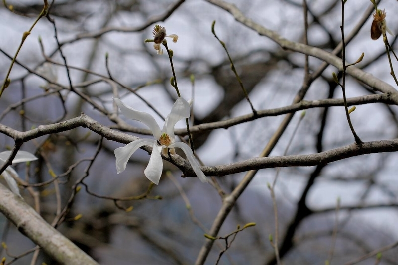 f:id:hanaibuki:20190429203226j:plain f:id:hanaibuki:20190429203226j:plain
