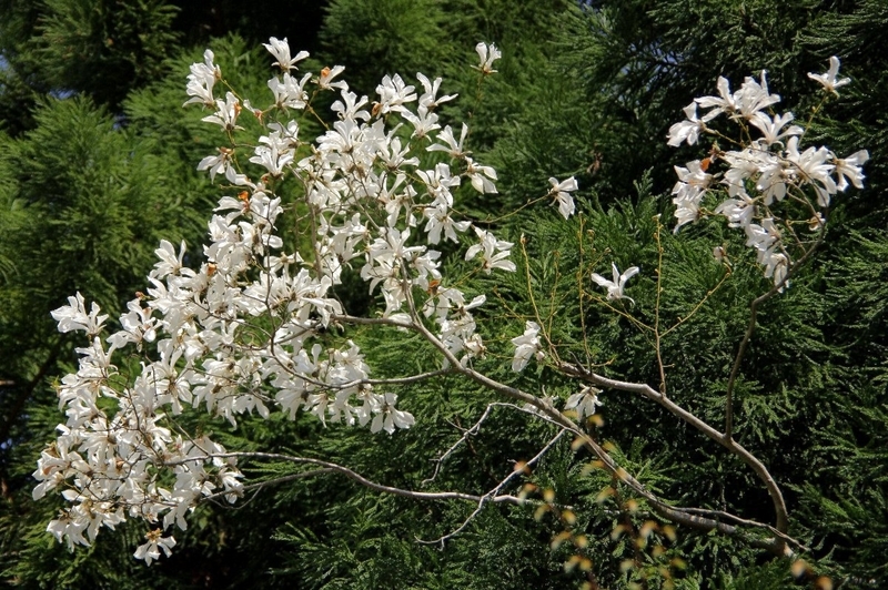 f:id:hanaibuki:20190429203228j:plain f:id:hanaibuki:20190429203228j:plain