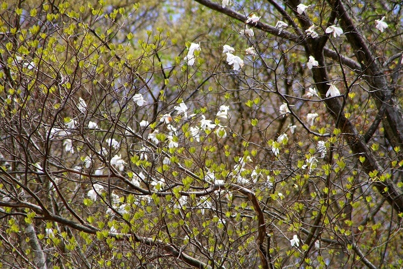 f:id:hanaibuki:20190429203230j:plain f:id:hanaibuki:20190429203230j:plain
