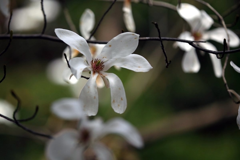 f:id:hanaibuki:20190429203231j:plain f:id:hanaibuki:20190429203231j:plain