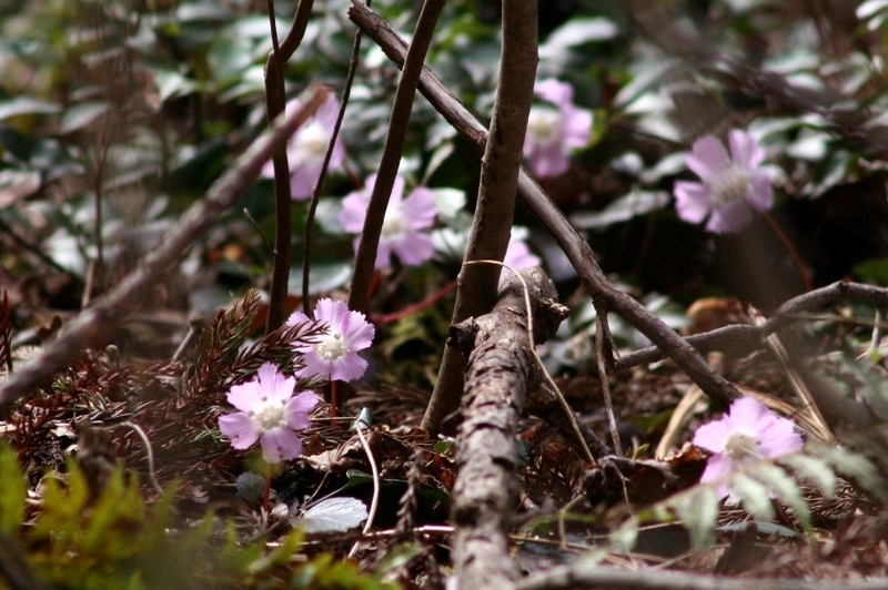 f:id:hanaibuki:20190429210343j:plain f:id:hanaibuki:20190429210343j:plain