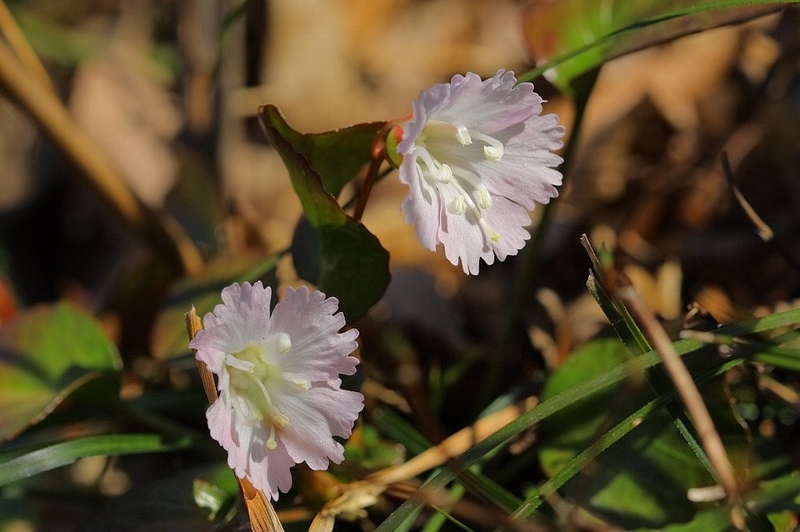 f:id:hanaibuki:20190429210347j:plain f:id:hanaibuki:20190429210347j:plain