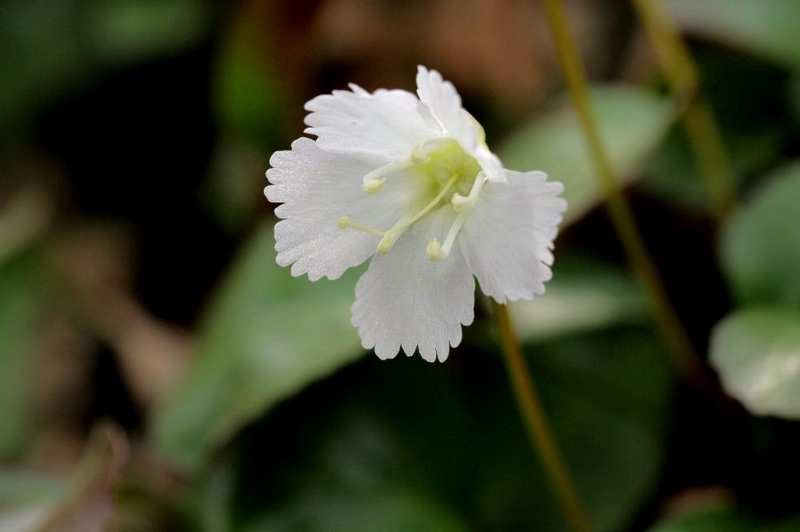 f:id:hanaibuki:20190429210348j:plain f:id:hanaibuki:20190429210348j:plain