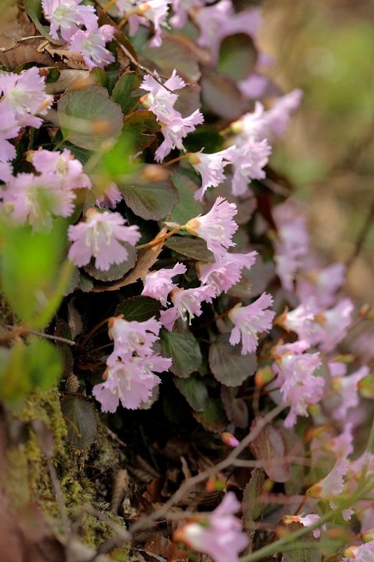f:id:hanaibuki:20190429210349j:plain f:id:hanaibuki:20190429210349j:plain