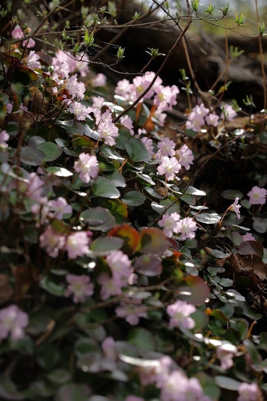 f:id:hanaibuki:20190429210350j:plain f:id:hanaibuki:20190429210350j:plain