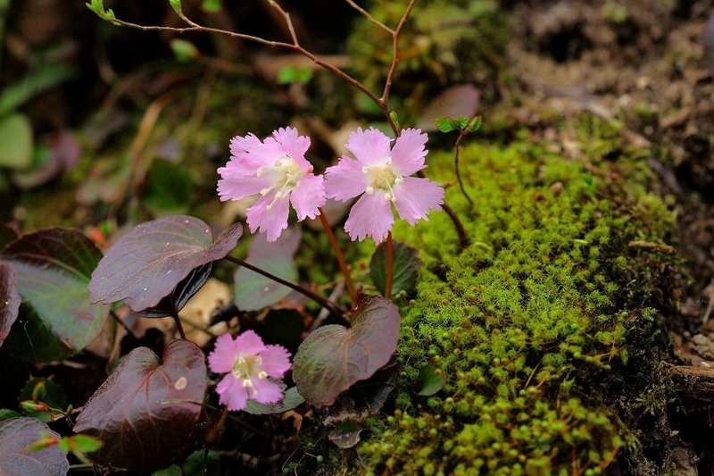 f:id:hanaibuki:20190429210351j:plain f:id:hanaibuki:20190429210351j:plain