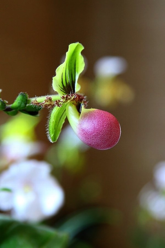 https://cdn-ak.f.st-hatena.com/images/fotolife/h/hanaibuki/20191010/20191010045124.jpg