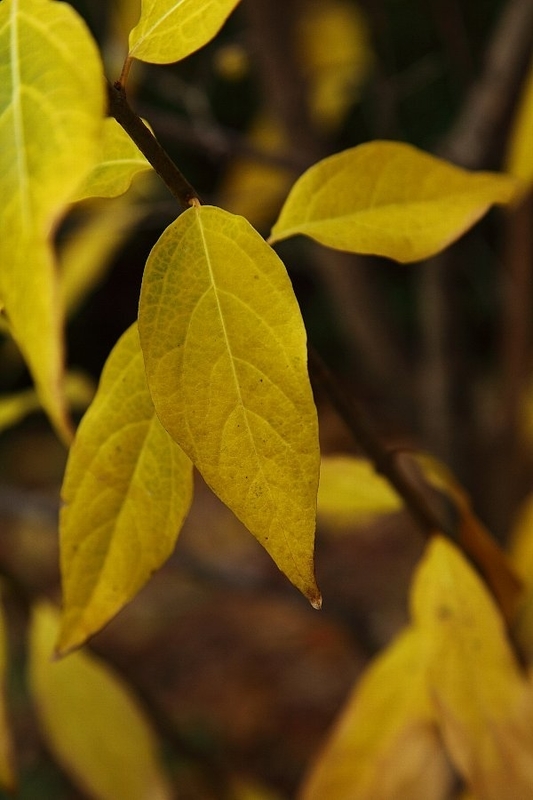 https://cdn-ak.f.st-hatena.com/images/fotolife/h/hanaibuki/20191010/20191010103759.jpg