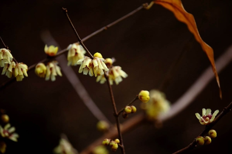 https://cdn-ak.f.st-hatena.com/images/fotolife/h/hanaibuki/20191010/20191010103829.jpg