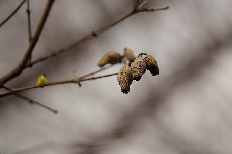 https://cdn-ak.f.st-hatena.com/images/fotolife/h/hanaibuki/20191010/20191010103833.jpg