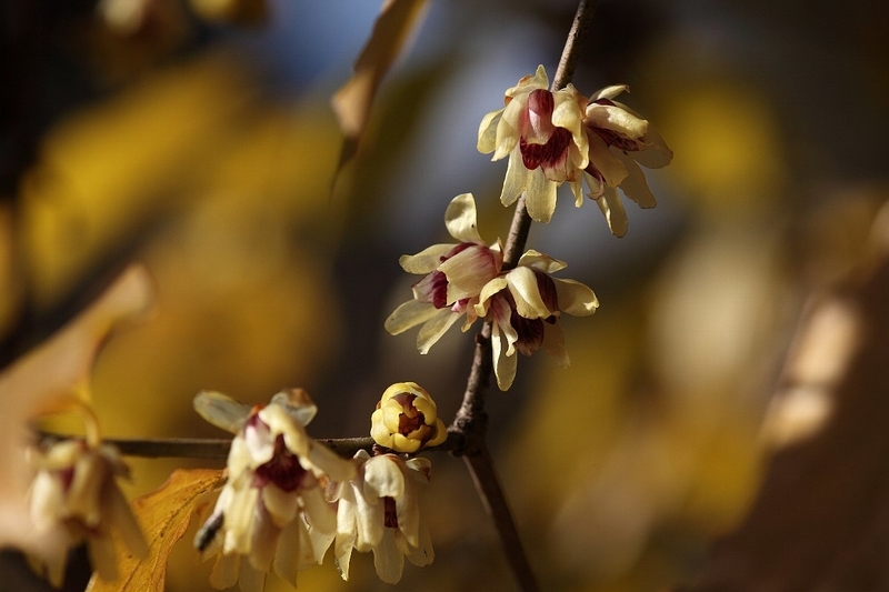 https://cdn-ak.f.st-hatena.com/images/fotolife/h/hanaibuki/20191010/20191010202722.jpg