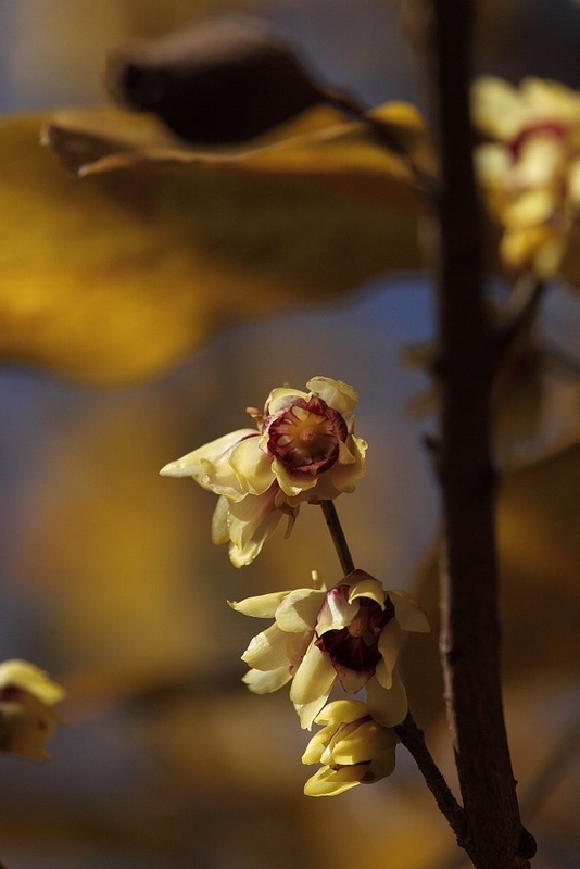 https://cdn-ak.f.st-hatena.com/images/fotolife/h/hanaibuki/20191010/20191010202739.jpg