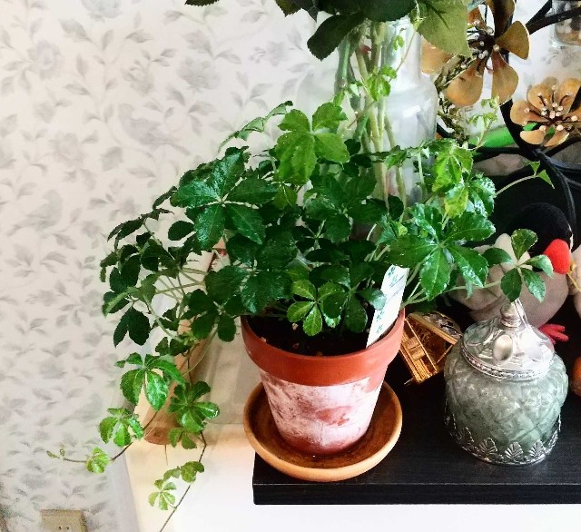 観葉植物シュガーバインについて シノワローザ空間