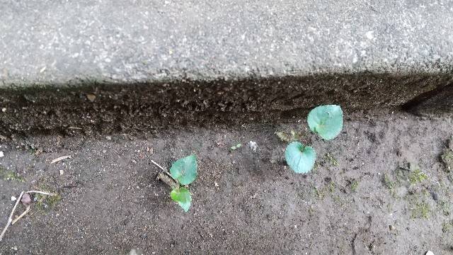 パンダスミレの芽