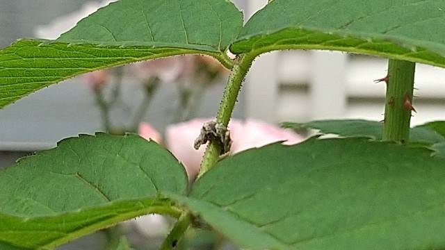 ヒラタアブの幼虫