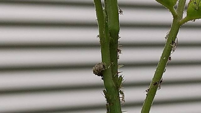 ヒラタアブの幼虫