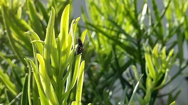 テントウムシの幼虫