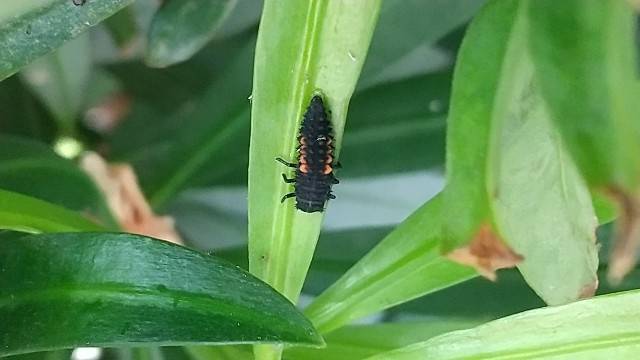 テントウムシの幼虫