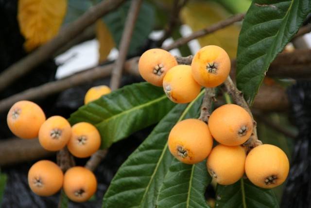 枇杷は植えてはいけないの迷信について シノワローザ空間