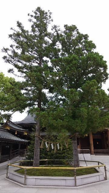 寒川神社・杉の御神木