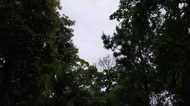 宮山神社一角を見上げたところ
