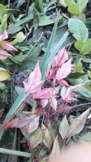 f:id:hanakabu:20170129114350j:plain f:id:hanakabu:20170129114350j:plain