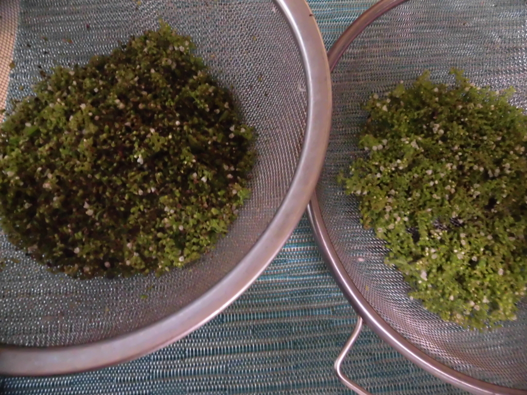 f:id:hanakabu:20170918102128j:plain f:id:hanakabu:20170918102128j:plain