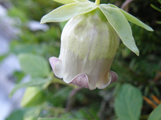 ホタルブクロを引き抜く 竹の籠そして山野草 ホタルブクロを引き抜く 竹の籠そして山野草