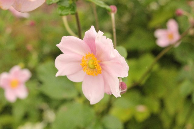 f:id:hanakago:20180924192519j:plain f:id:hanakago:20180924192519j:plain
