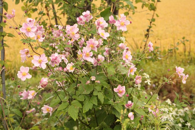 f:id:hanakago:20180924192538j:plain f:id:hanakago:20180924192538j:plain