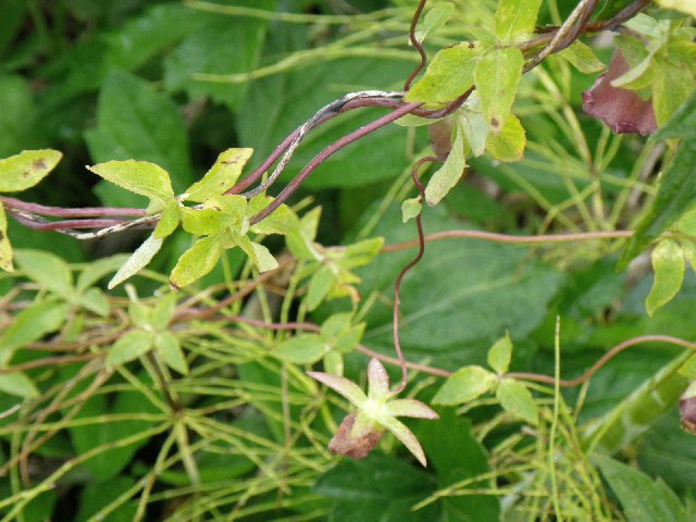 f:id:hanakago:20190924184413j:plain f:id:hanakago:20190924184413j:plain