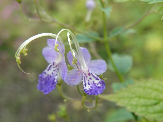 f:id:hanakago:20190924184558j:plain f:id:hanakago:20190924184558j:plain