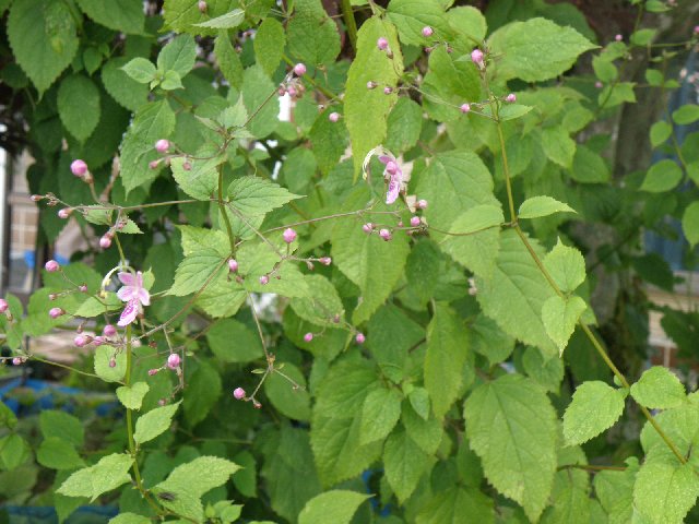 f:id:hanakago:20190924184649j:plain f:id:hanakago:20190924184649j:plain