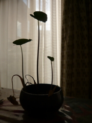f:id:hanakama:20121102121601j:image