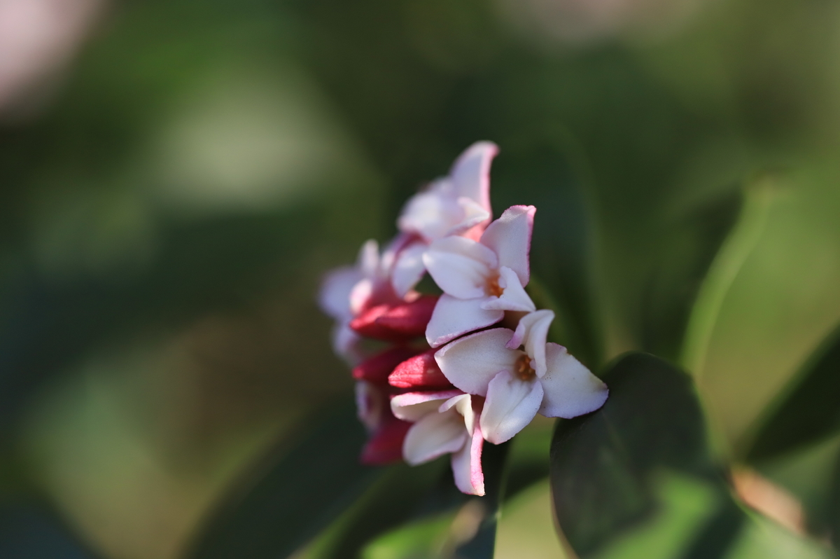 f:id:hanakasumi:20000101000000j:plain