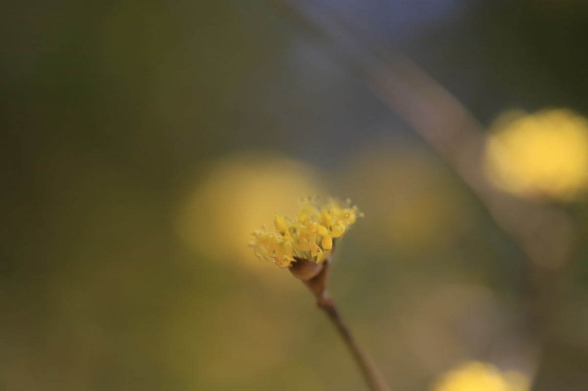 f:id:hanakasumi:20000101000109j:plain