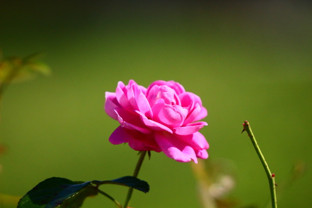 f:id:hanakasumi:20180528000908j:plain