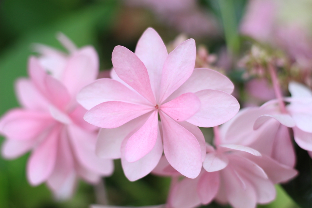 f:id:hanakasumi:20180617095352j:plain