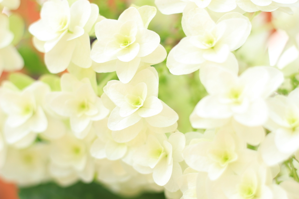 f:id:hanakasumi:20180617095421j:plain