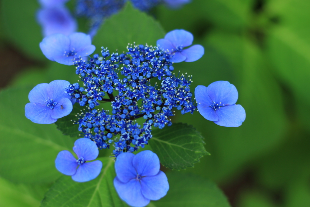 f:id:hanakasumi:20180617095704j:plain