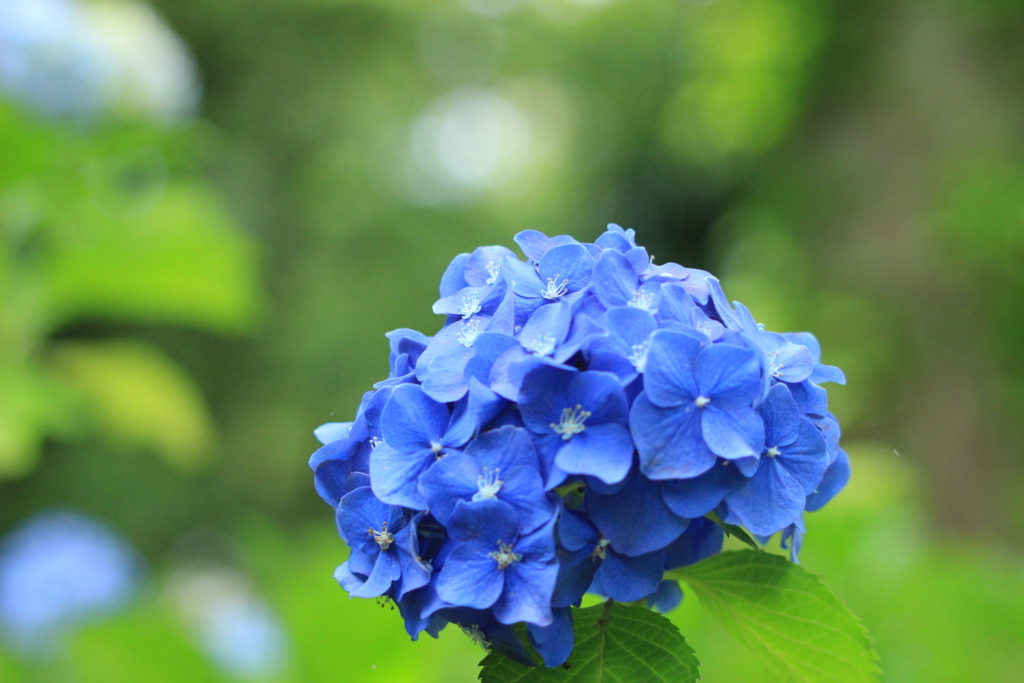 f:id:hanakasumi:20180617101152j:plain