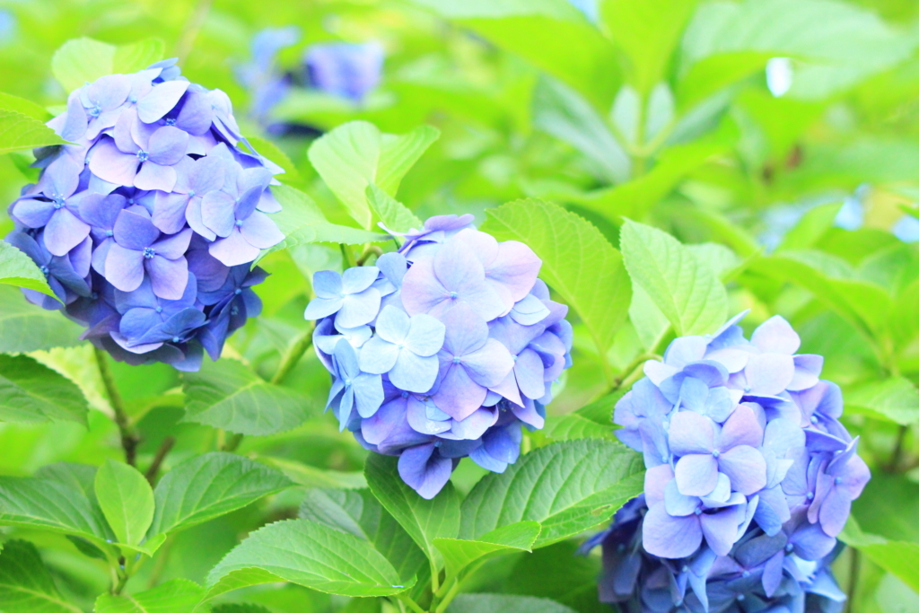 f:id:hanakasumi:20180617101456j:plain